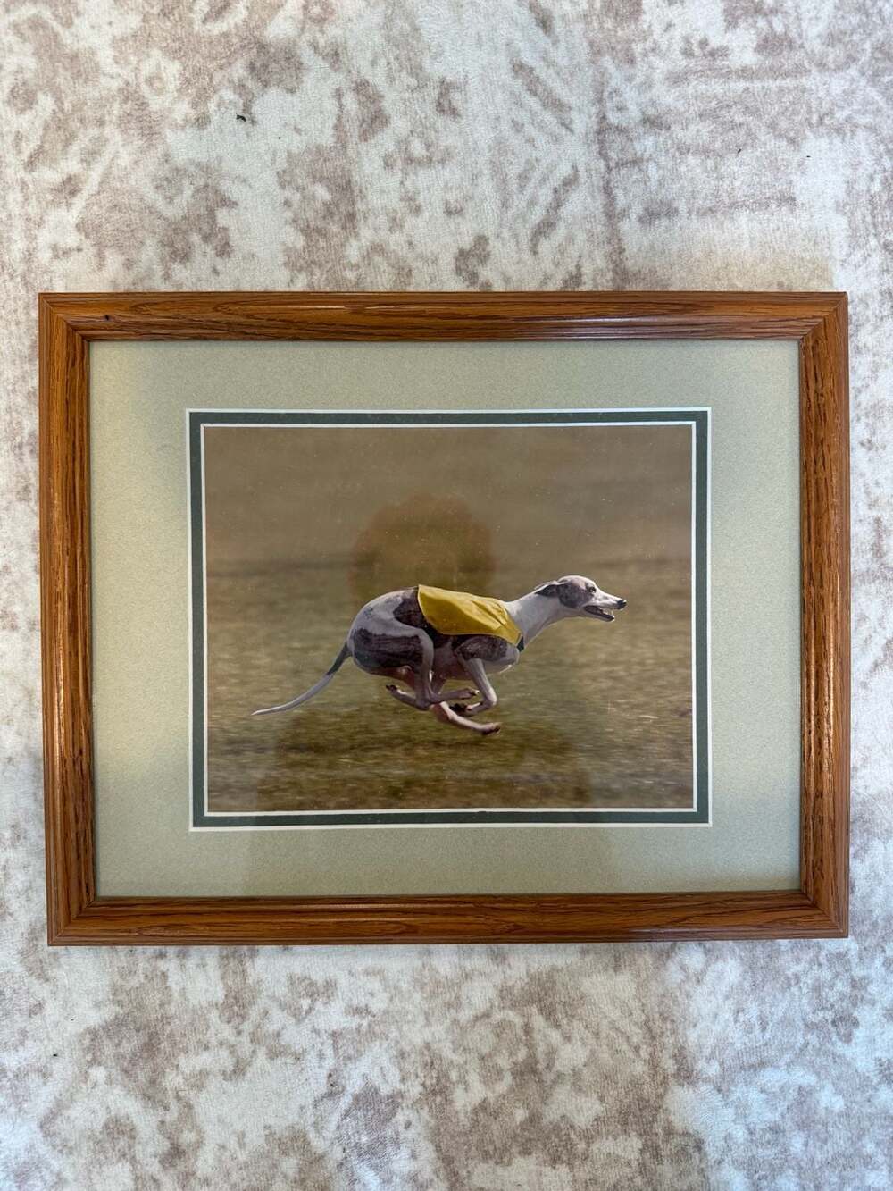 Framed Whippet Lure Coursing Photo - Sighthound Racing Art, Dog Sport Decor